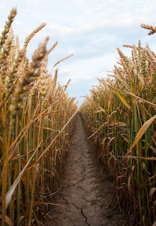 wheat