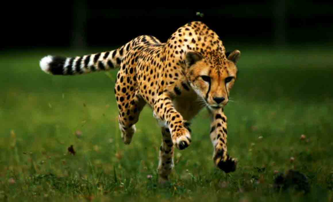cheetah-img