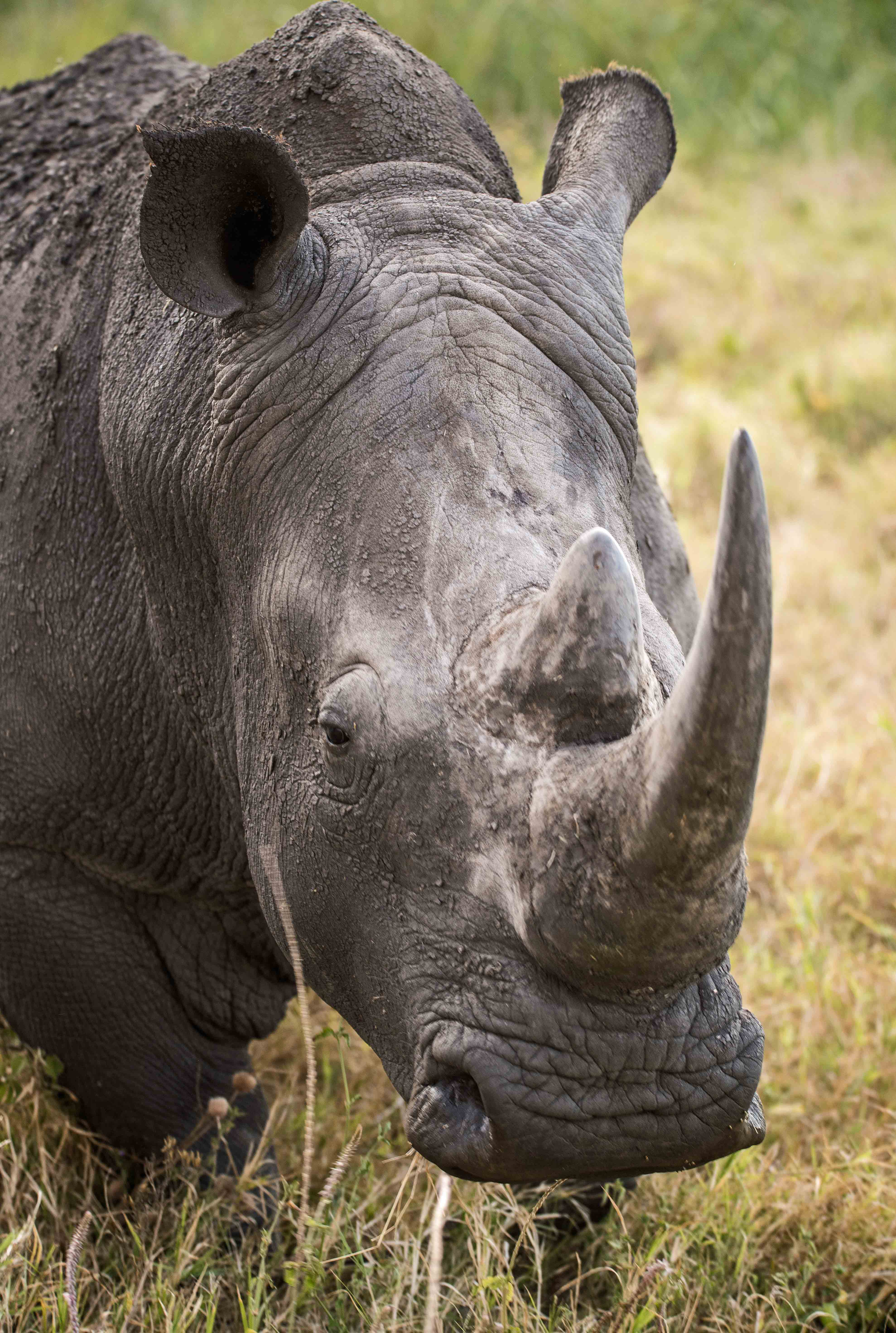 rhino