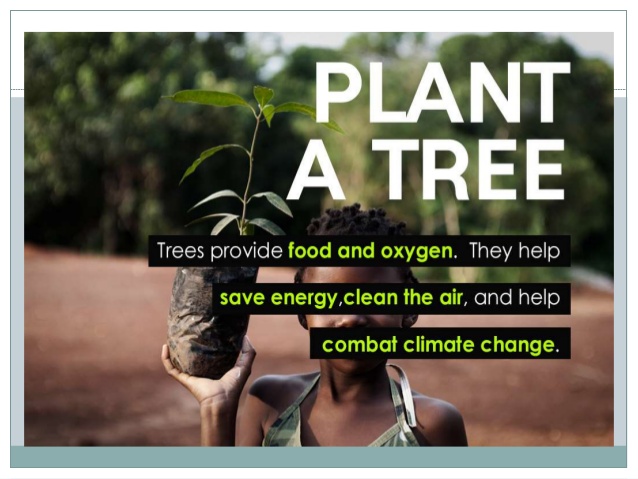 Plant a tree