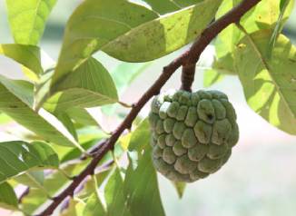 fruit