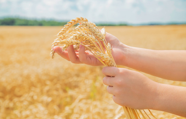 wheat