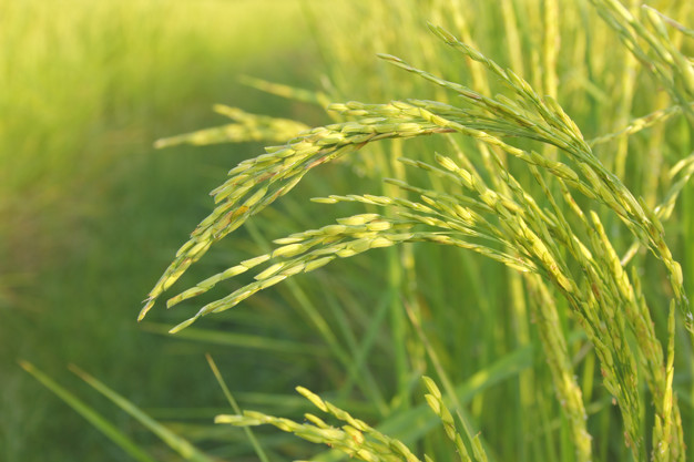 green-field