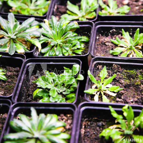 crop-diversity
