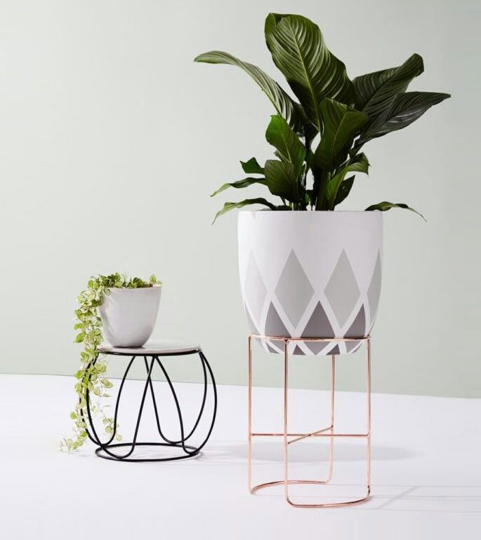 plant