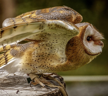 Owl