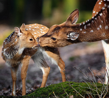 deer