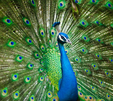 Peacock