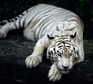White Tiger